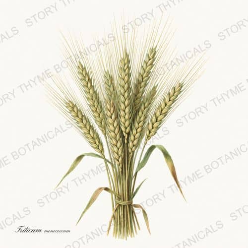 Einkorn — Historic Crops print on a white ground