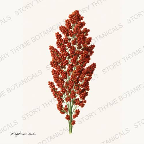 Sorghum — a print from the Historic Crops collection