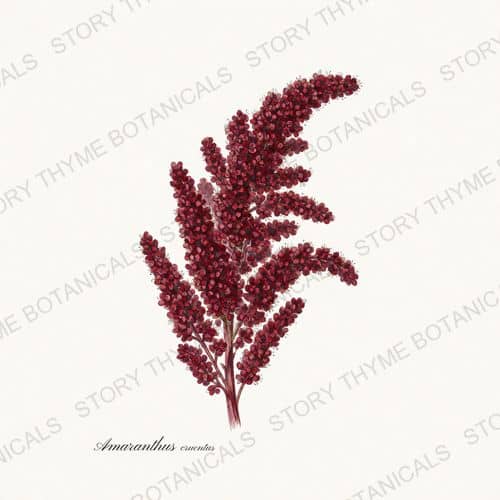 Amaranth — a print from the Historic Crops collection