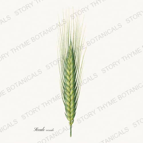 Rye — a print from the Historic Crops collection