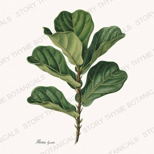 Fiddle Leaf Fig — a print from the Houseplants Vol. 1 collection