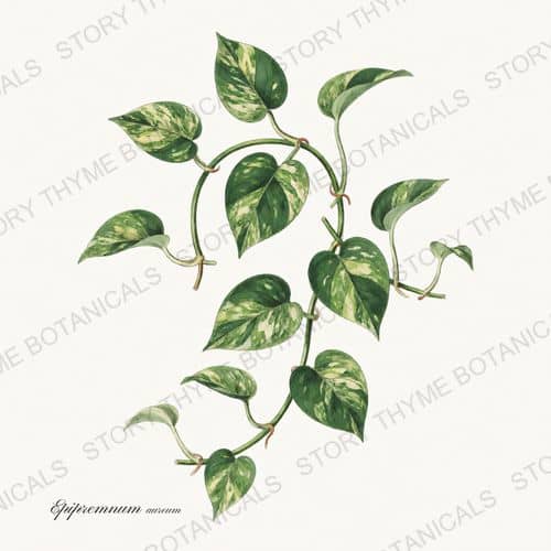 Golden Pothos — a print from the Houseplants Vol. 1 collection