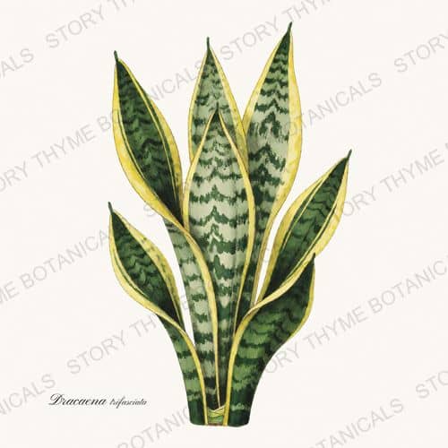 Snake Plant — a print from the Houseplants Vol. 1 collection
