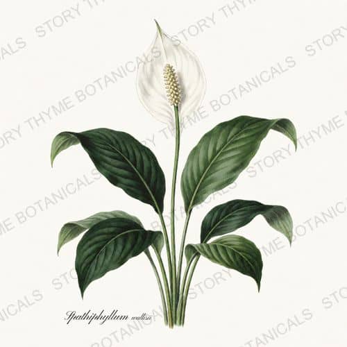 Peace Lily — a print from the Houseplants Vol. 1 collection