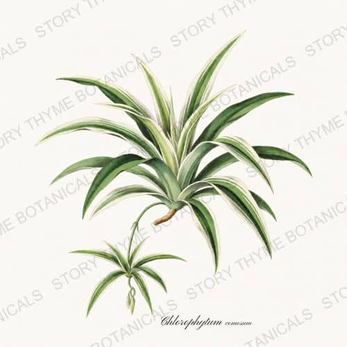 Spider Plant — a print from the Houseplants Vol. 1 collection