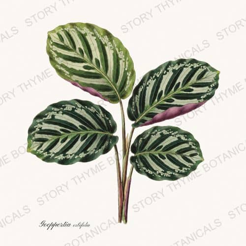 Calathea — a print from the Houseplants Vol. 1 collection