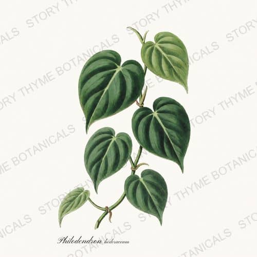 Philodendron — a print from the Houseplants Vol. 1 collection