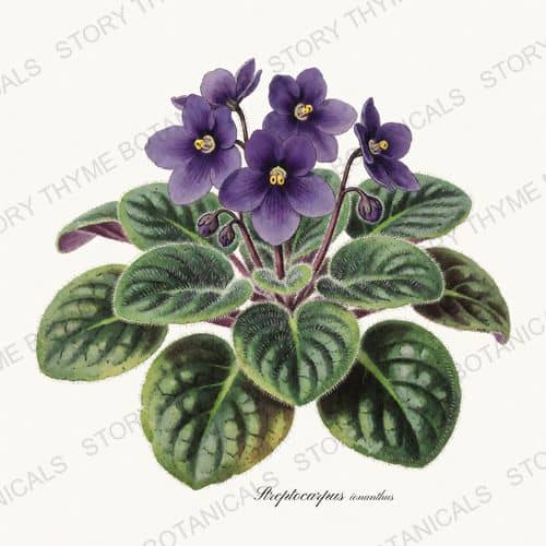 African Violet — a print from the Houseplants Vol. 1 collection