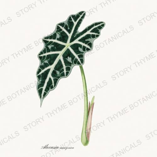 Alocasia — a print from the Houseplants Vol. 1 collection