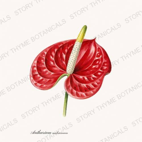 Anthurium — a print from the Houseplants Vol. 2 collection