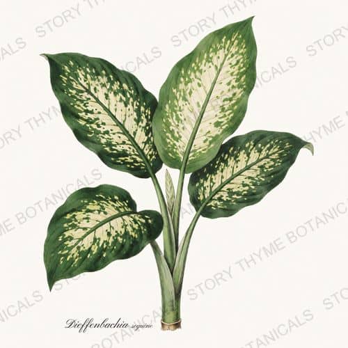 Dieffenbachia — a print from the Houseplants Vol. 2 collection