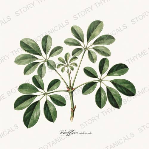 Schefflera — a print from the Houseplants Vol. 2 collection