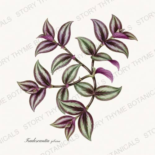 Tradescantia — a print from the Houseplants Vol. 2 collection