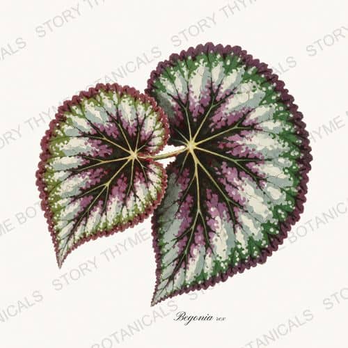 Begonia Rex — a print from the Houseplants Vol. 2 collection