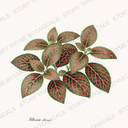 Fittonia — a print from the Houseplants Vol. 2 collection