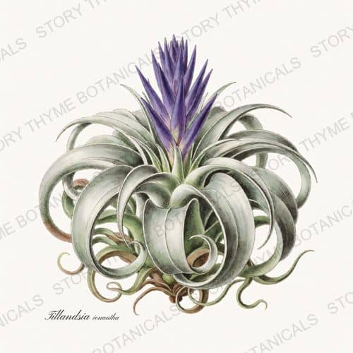 Air Plant — a print from the Houseplants Vol. 2 collection