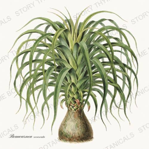 Ponytail Palm — a print from the Houseplants Vol. 2 collection