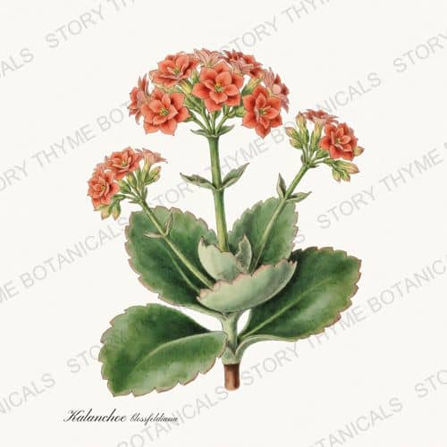 Kalanchoe — a print from the Houseplants Vol. 2 collection