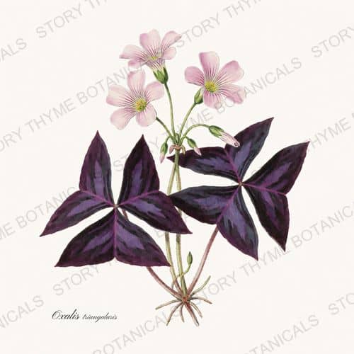 Oxalis — a print from the Houseplants Vol. 2 collection