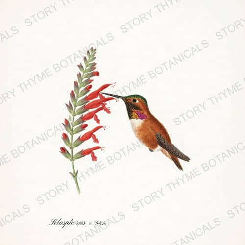 Rufous Salvia — Hummingbirds & Blooms print on a white ground