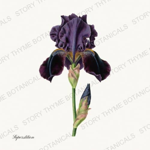 Superstition — Irises print on a white ground
