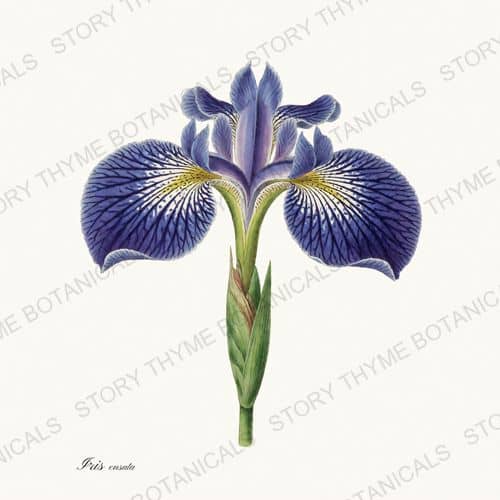 Iris Ensata — a print from the Irises collection