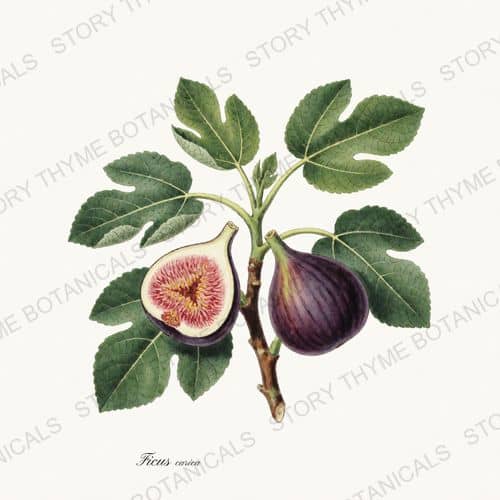 Fig — a print from the Kitchen & Orchard collection
