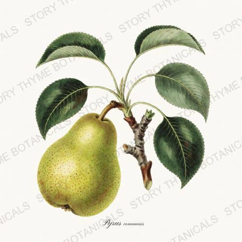 Pear — a print from the Kitchen & Orchard collection