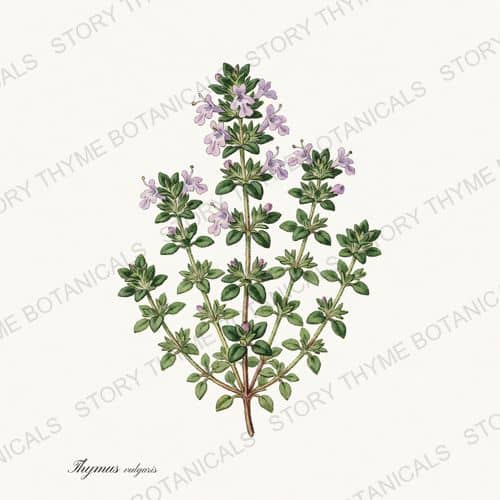 Thyme — a print from the Kitchen & Orchard collection