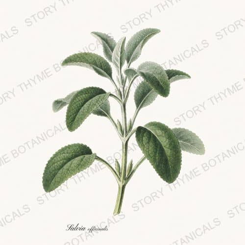 Sage — a print from the Kitchen & Orchard collection