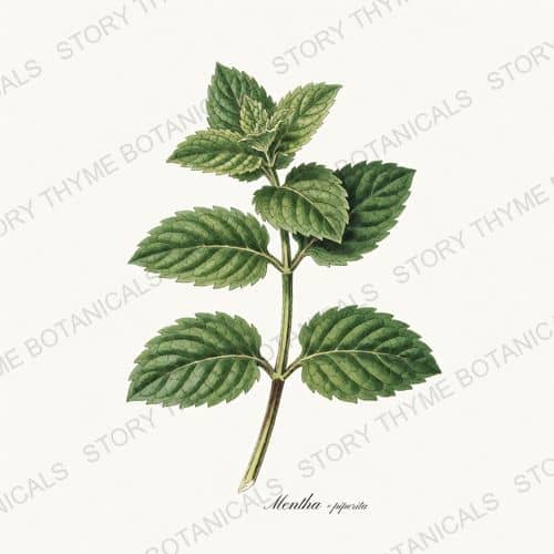 Peppermint — a print from the Kitchen & Orchard collection