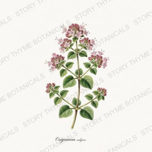 Oregano — a print from the Kitchen & Orchard collection