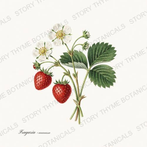 Strawberry — a print from the Kitchen & Orchard collection