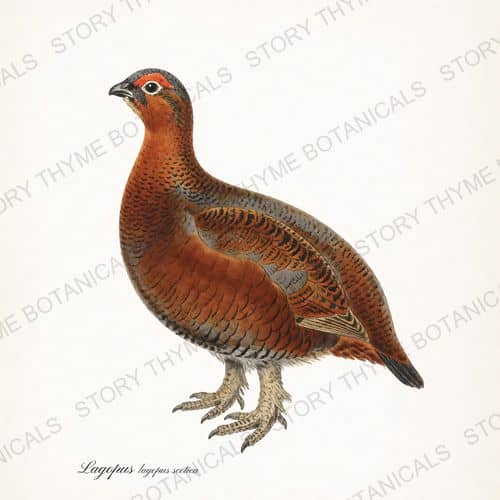 Red Grouse — The Lodge Collection Vol. 3 print on a white ground