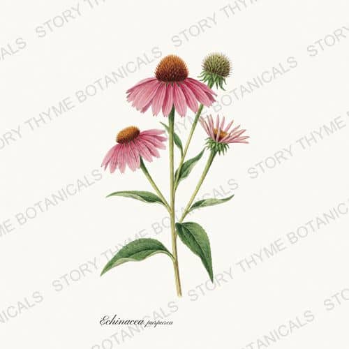 Echinacea — a print from the Medicinal Herbs collection