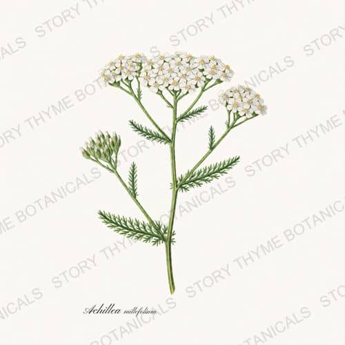 Yarrow — a print from the Medicinal Herbs collection