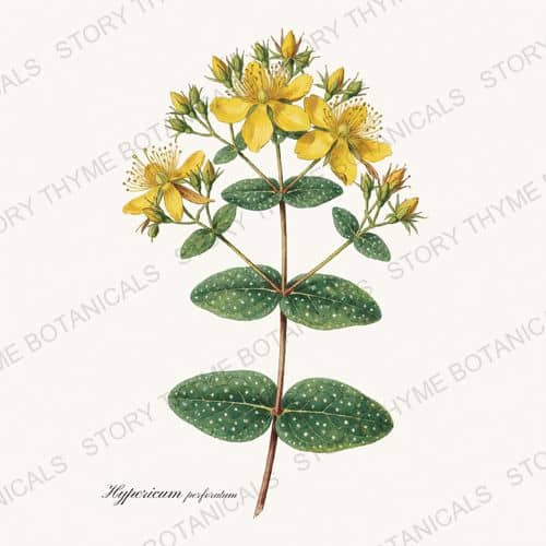 St. Johns Wort — a print from the Medicinal Herbs collection
