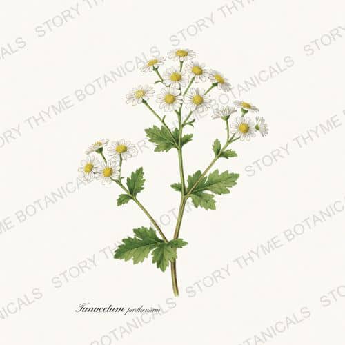 Feverfew — a print from the Medicinal Herbs collection