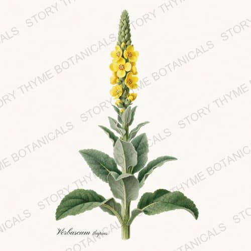 Mullein — a print from the Medicinal Herbs collection