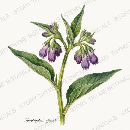 Comfrey — a print from the Medicinal Herbs collection