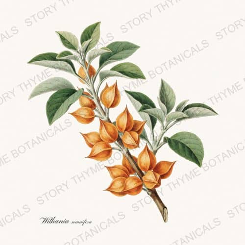 Ashwagandha — a print from the Medicinal Herbs collection