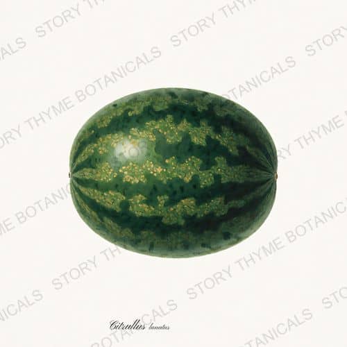 Moon and Stars — a print from the Melons & Heirloom Vines collection