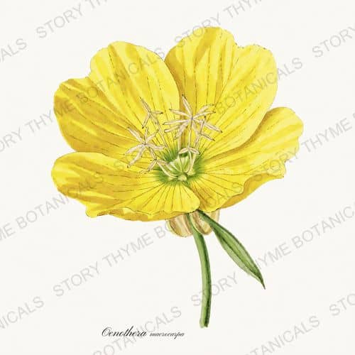 Missouri Primrose — Native Missouri Plants print on a white ground