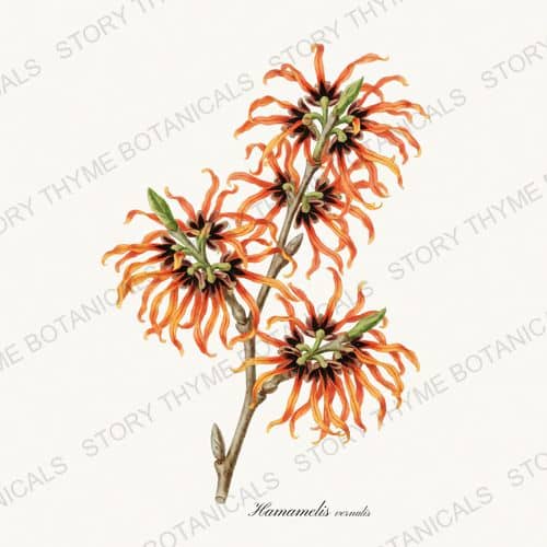 Ozark Witch Hazel — a print from the Native Missouri Plants collection
