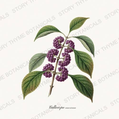 Beautyberry — a print from the Native Missouri Plants collection