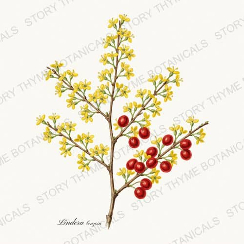 Spicebush — a print from the Native Missouri Plants collection