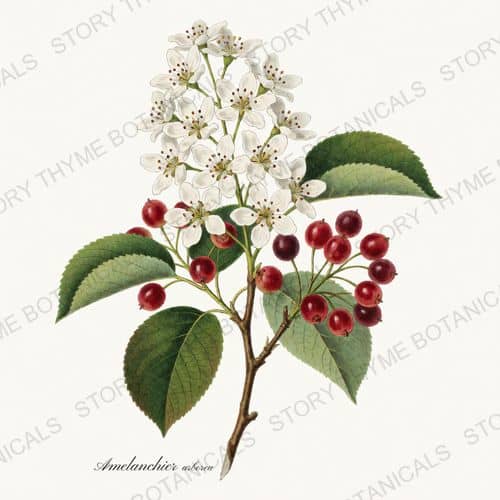 Serviceberry — a print from the Native Missouri Plants collection