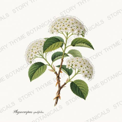 Ninebark — a print from the Native Missouri Plants collection