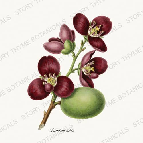 Pawpaw — a print from the Native Missouri Plants collection