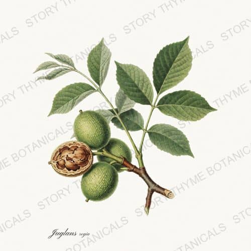 Walnut — Nut Trees print on a white ground